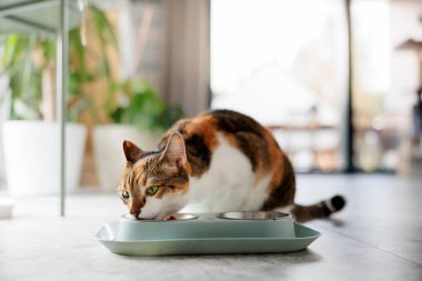 Kedi kasesinden yemek yiyor.