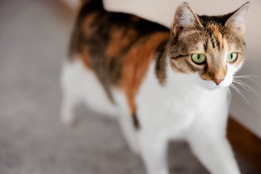 Avrupa kedisi evde vakit geçiriyor