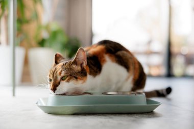 Kedi kasesinden yemek yiyor.