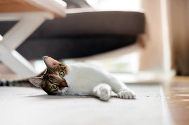 Avrupa kedisi evde vakit geçiriyor