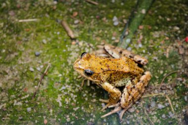Kurbağa yeşil zemin üzerine