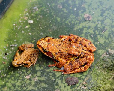 Kurbağa yeşil zemin üzerine