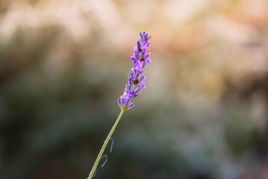 Gün batımında lavanta yakın çekim