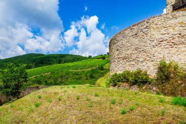 Alsace 'deki güneşli Fransız üzüm bağları