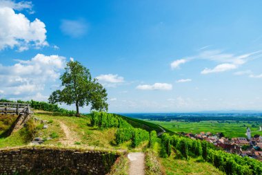 Alsace 'deki güneşli Fransız üzüm bağları