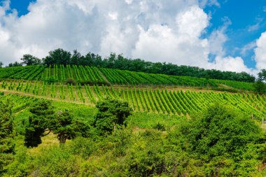Alsace 'deki güneşli Fransız üzüm bağları