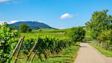 Alsace 'deki üzüm bağının güneşli yamaçları