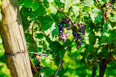 Alsace 'deki üzüm bağının güneşli yamaçları