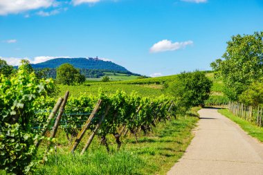 Alsace 'deki üzüm bağının güneşli yamaçları