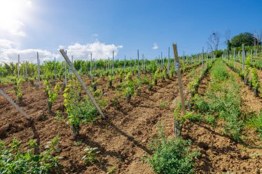 Alsace 'deki üzüm bağının güneşli yamaçları