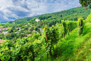 Ribeauville Panoraması Yazın çekildi