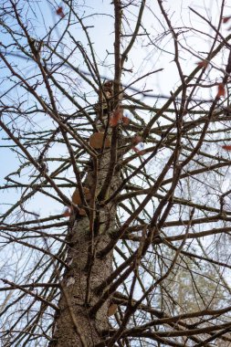 Yaşlı bir ağaçta büyüyen büyük bir mantar.