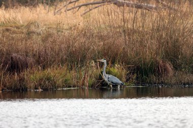 Gri balıkçıl gölde avlanıyor.