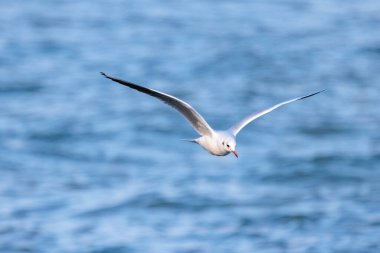 Suyun üzerinde siyah başlı martı