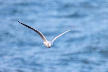 Suyun üzerinde siyah başlı martı