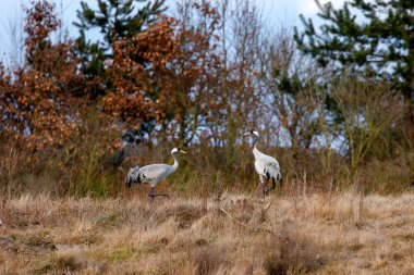 Baharın başında bir çift vinç