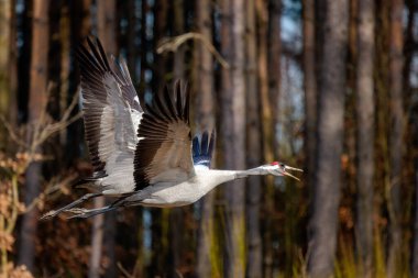Bir tarlada bir çift vinç