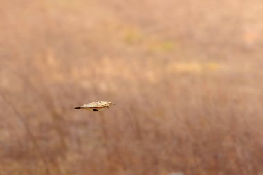 Sarı çekiç uçuşun ortasında yakalandı.