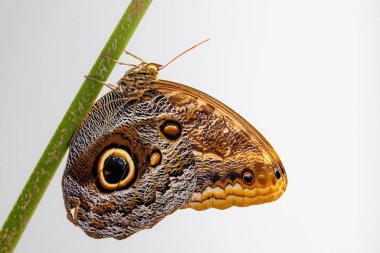 Kelebek evinde renkli kelebekler