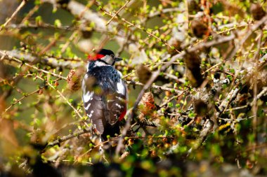 Daha büyük ağaçkakan taze tarla yaprakları yiyor.