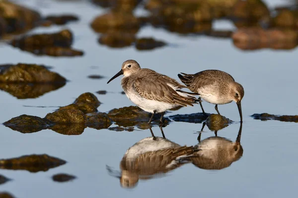 Pássaros Dunlin Vaguear Longo Linha Costeira Rochosa — Fotografia de Stock