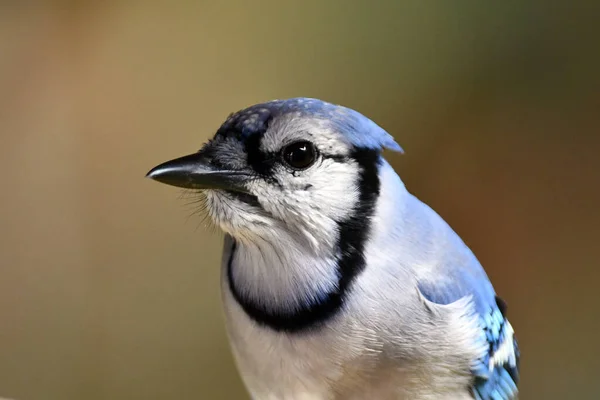 Close Portrait Blue Jay Bird — Stock Photo, Image