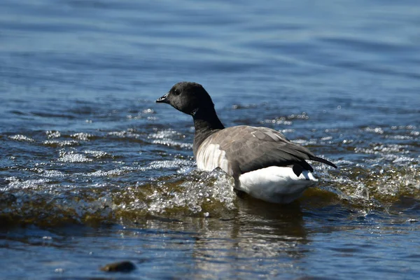 Cute Brant goose rest on lake Ontario during its migration south from the Arctic
