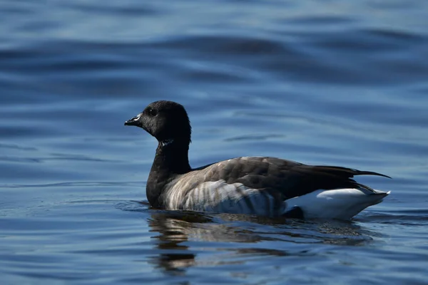 Cute Brant goose rest on lake Ontario during its migration south from the Arctic