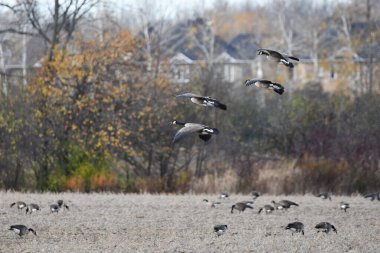 Kanada Kazları, kentsel yayılma nedeniyle kalan küçük yeşil alana bitişik bir tarım alanına iniyor
