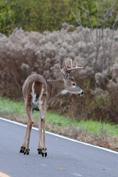 White Tailed Deer Buck Traversant Route — Photo