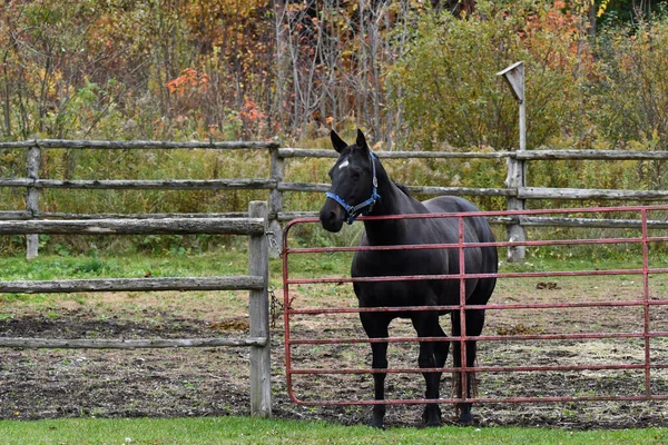Fall Scene Black Horse Standing Gate Barnyard Waiting Moved Green — Stock Photo, Image