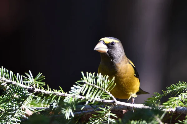 Colorful Male Evening Grosbeak Sits Perched Tree — Stock Photo, Image