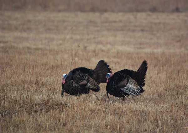 Spring Scene Two Male Wild Turkeys Walking Agriculture Field Displaying — Stock Photo, Image