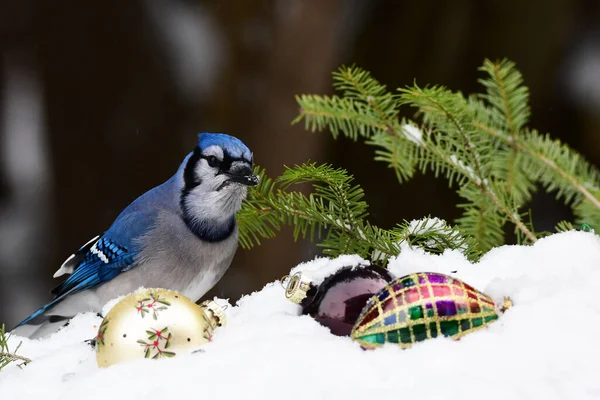 Рождественская Фотография Птицы Blue Jay Сидящей Заснеженной Сосновой Ветке Украшениями — стоковое фото
