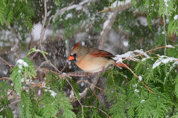 Weiblicher Nördlicher Kardinalvogel Thront Auf Einer Schneebedeckten Zeder — Stockfoto