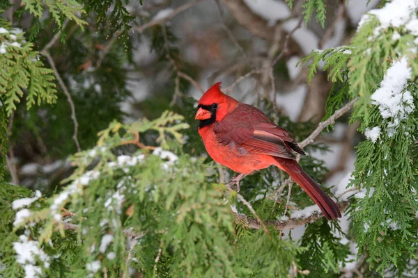 Bunte Männliche Nördliche Kardinalvogel Hockt Auf Einer Schneebedeckten Zeder — Stockfoto
