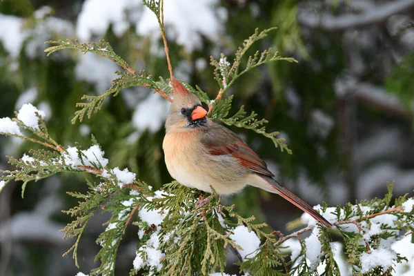 Female Northern Cardinal bird perched on a snow covered cedar tree