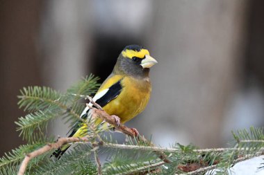 Renkli bir akşam kuşunun çam dalına tünediği kış tatili sahnesi.