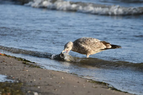 Herring Gull Comer Peixe Longo Costa Lago Ontário — Fotografia de Stock