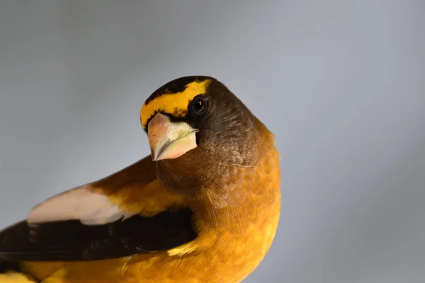 Zamknij Fotografię Kolorowego Portretu Ptaka Grosbeak Wieczór — Zdjęcie stockowe