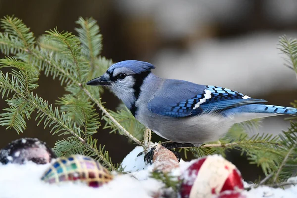 Різдвяна Фотографія Голубого Птаха Сидів Сніговій Гілці Різдвяними Прикрасами — стокове фото