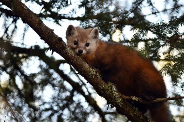 Esir alınmamış sevimli Pine Marten Algonquin İl Parkı 'ndaki bir ormanın kenarındaki çam ağacına bakıyor.