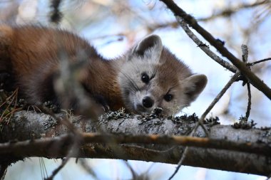 Esir alınmamış sevimli Pine Marten Algonquin İl Parkı 'ndaki bir ormanın kenarındaki bir çam ağacında uyumaktan uyandı.