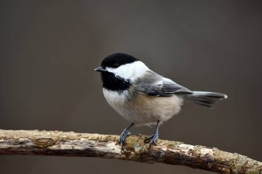 Şirin siyah bir tavuğun dalına yakın dur.