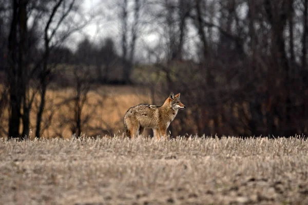 秋天的乡村场景 一只狼站在玉米地里打猎 — 图库照片