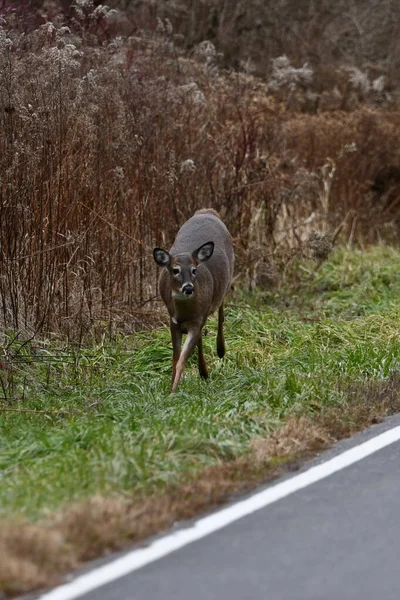 白尾鹿沿着乡间小路从灌木丛中沿着肩部奔跑 — 图库照片