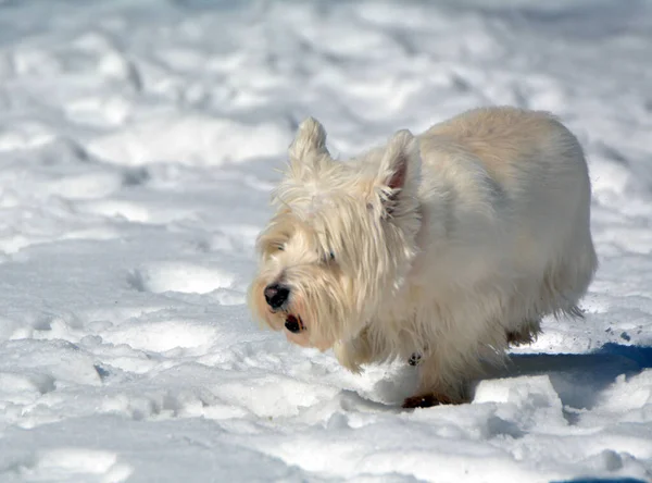 West Highland Terrier Hond Loopt Door Sneeuw — Stockfoto