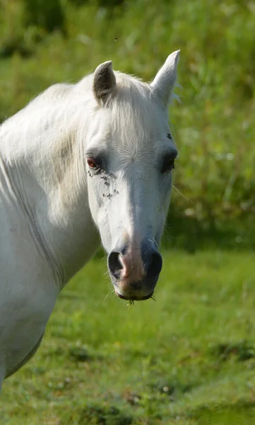 Close Portrait White Arabian Pony Stable Flies Its Eyes — Stock Photo, Image