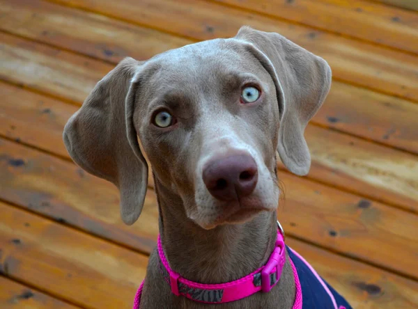 Genç Weimaraner 'ın köpek portresi fotoğrafçıya bakıyor.