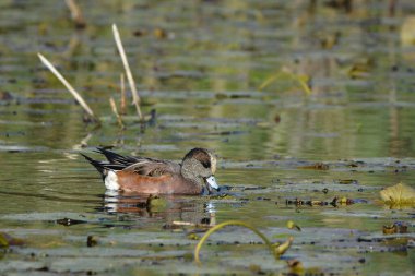 Erkek Amerikan Wigeon Duck bataklıklarda yüzüyor.